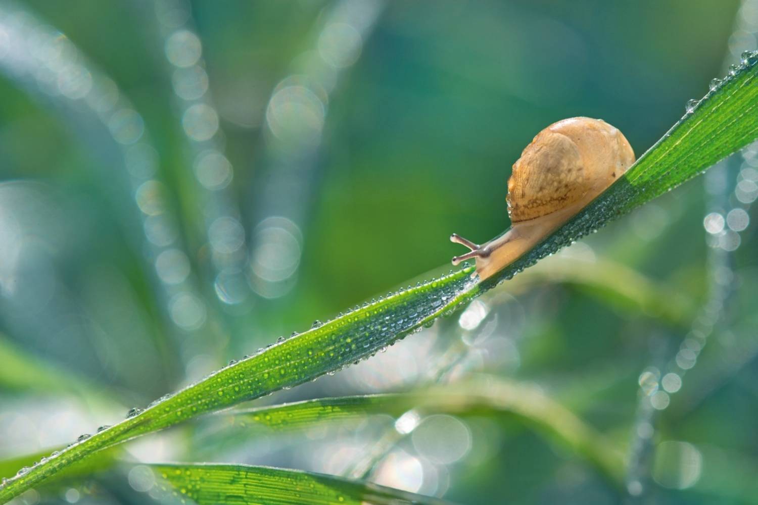 , Людмила Бекман
