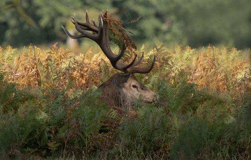 Red Deer