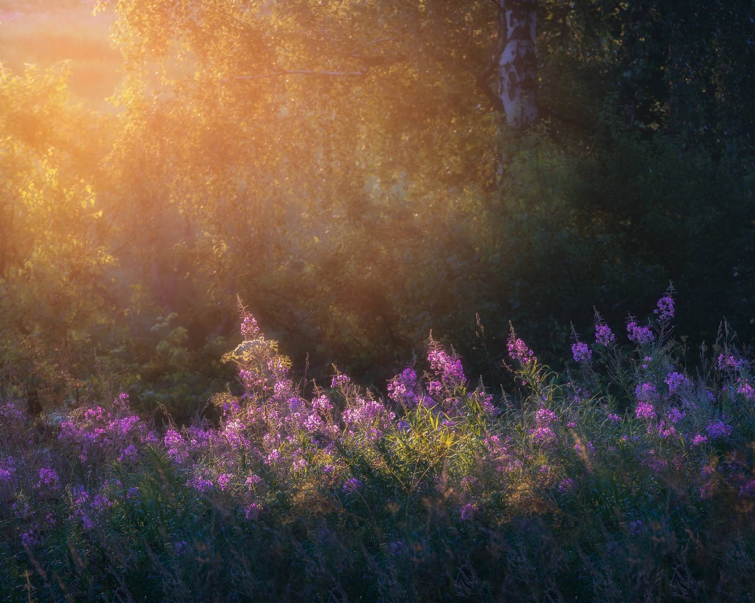 природа, цветы, иван-чай, лес, рассвет, пейзаж, Мартыненко Дмитрий