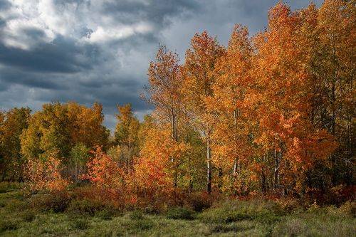Золото осени