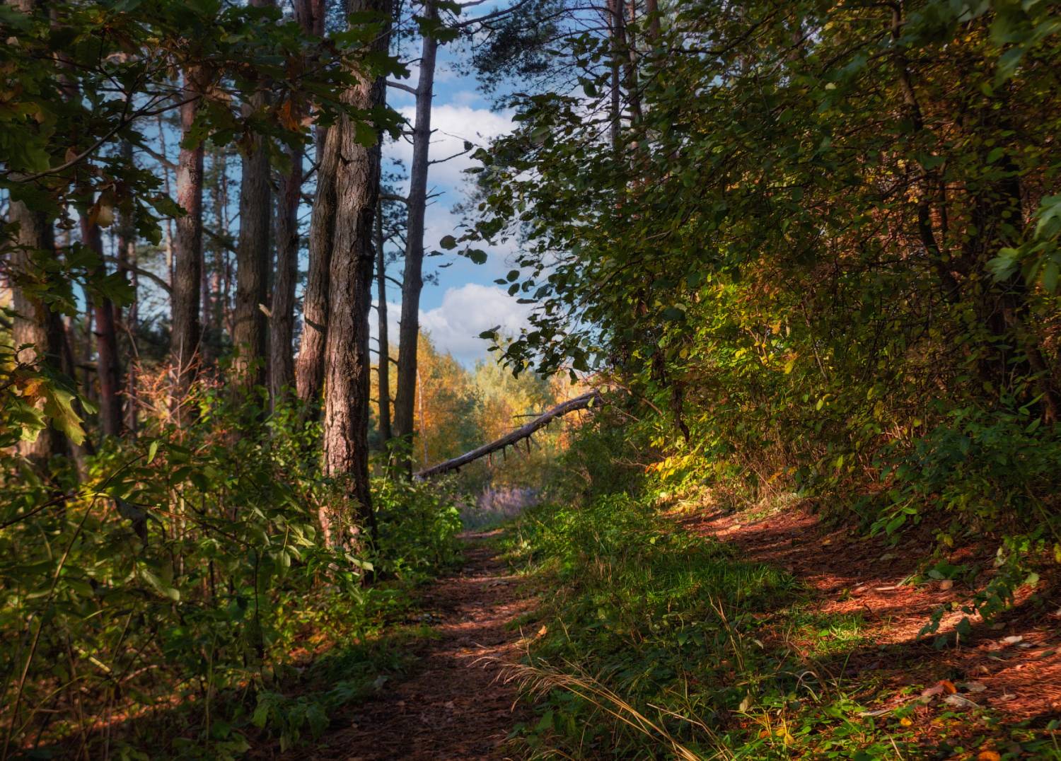 утро, лес,, Сергей Шабуневич