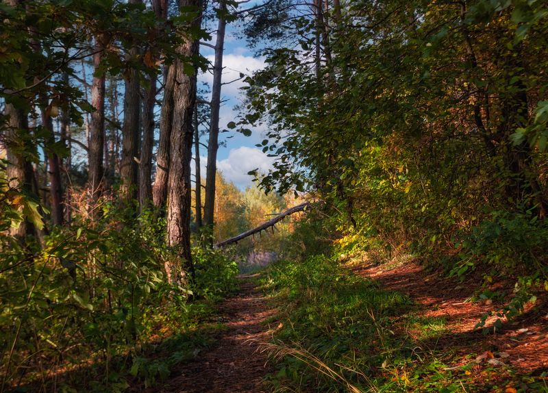 утро, лес, Утро в осеннем лесу фото превью
