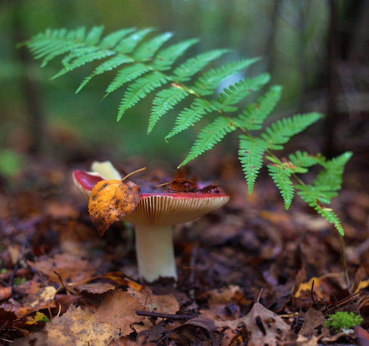 лес, грибы, осень, Александр Свистков