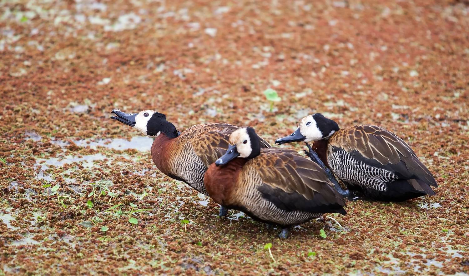 Кения Сафари гуси, Lilia Tkachenko