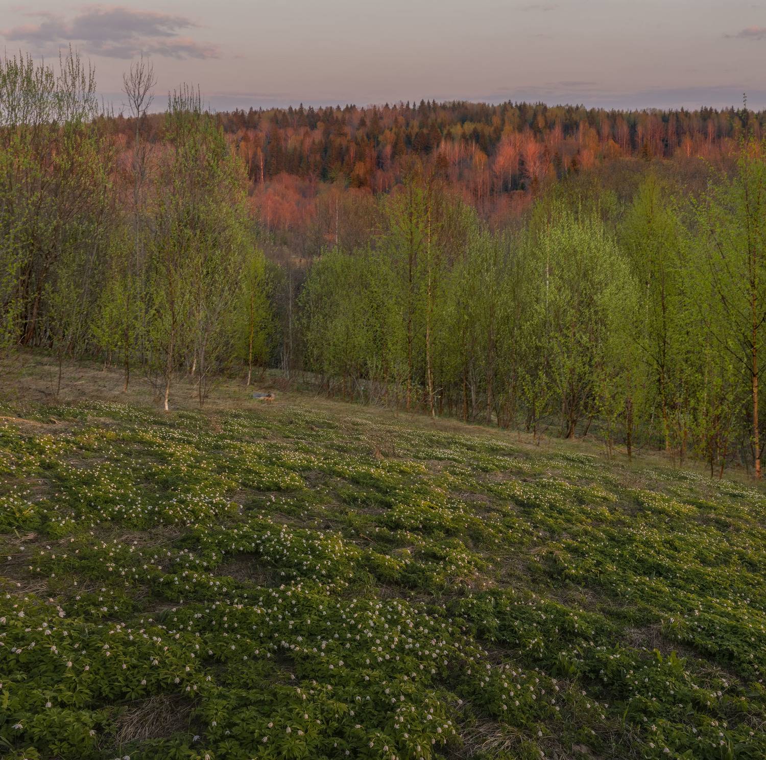 Фототуры с Владимиром Рябковым, #topnature #russpasibo #magic_shots #lovelyRussia #sunset_vision #exclusive_sky  #exclusive_shots #loves_russia2 #photoarena_nature #nature_sultans #nature_perfection #rsa_sky #rsa_sunset #photorussia #rsa_naturepics #sunse, Владимир Рябков