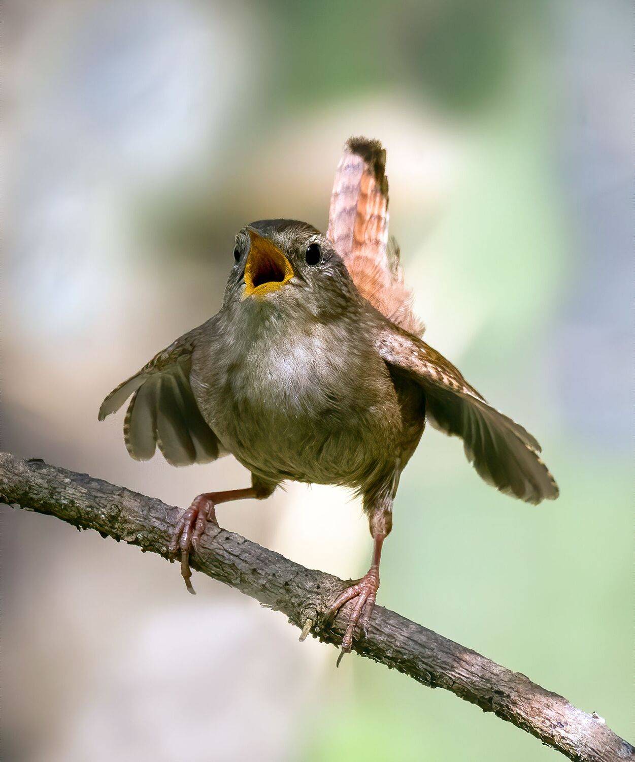 птицы, фотоохота, birdwatching, крапивник, Михаил Ездаков