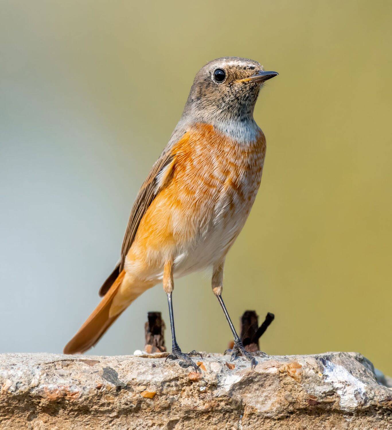 , Дэм Константин