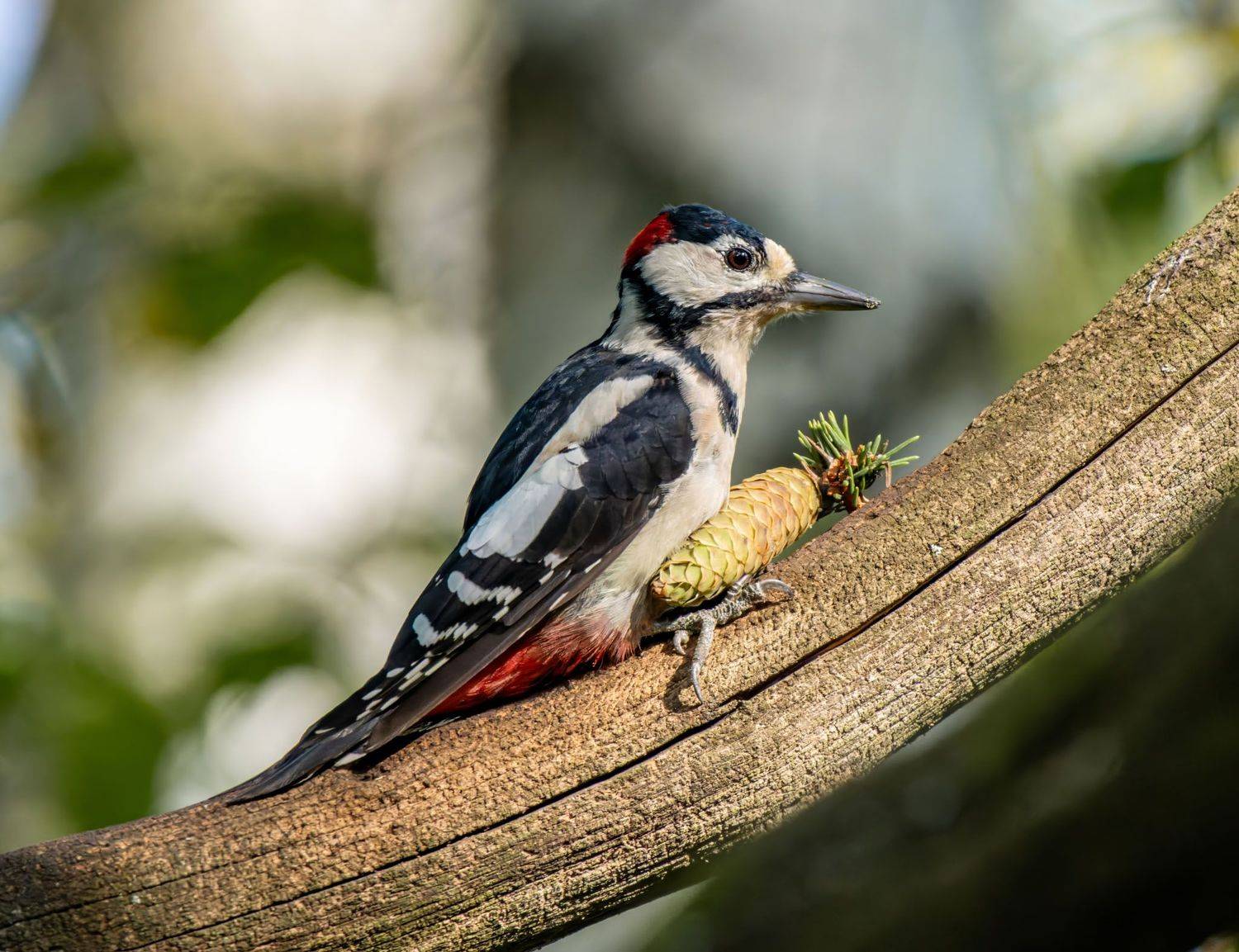 , Дэм Константин