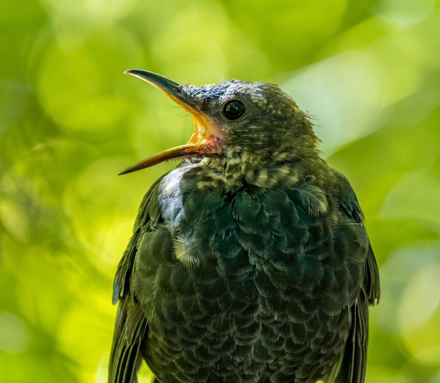 , Дэм Константин