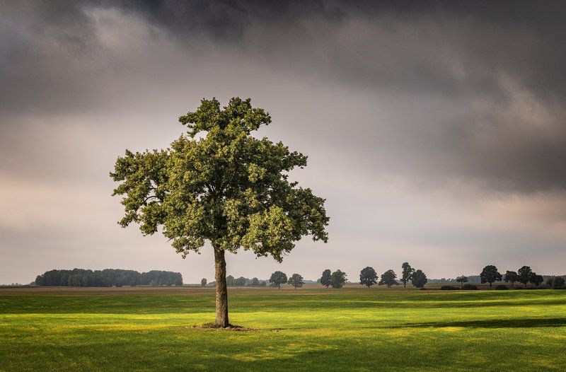Alone Tree фото превью