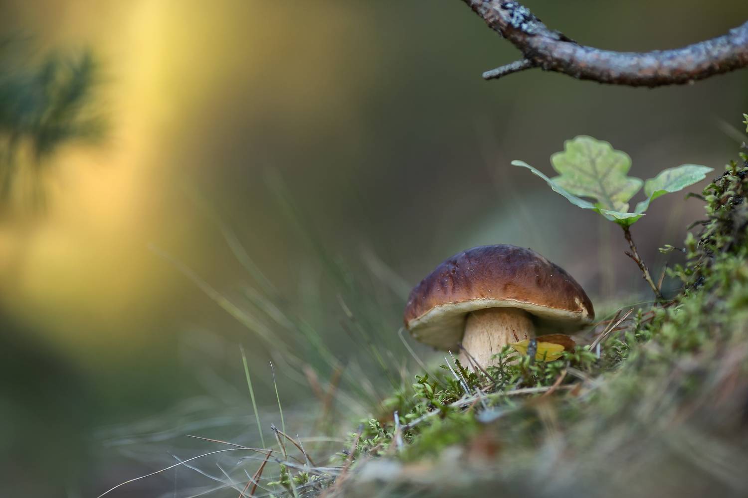 белый гриб,беларусь, лес, закат, сентябрь, ирина горюкина, ГОРЮКИНА ИРИНА