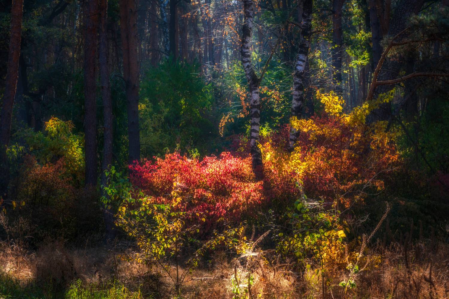 лес, титовский лес, утро, краски осени, Александр Литвишко