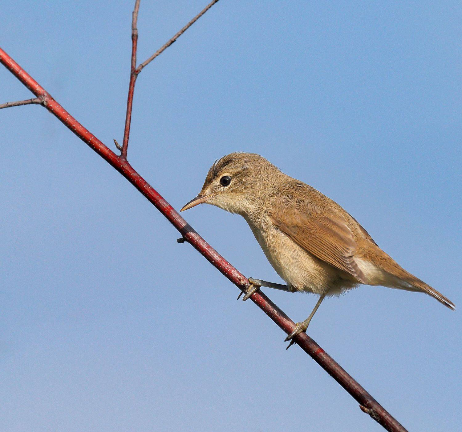 Marsh Warbler/Болотная камышовка/Acrocephalus palustris/, Акулов Александр