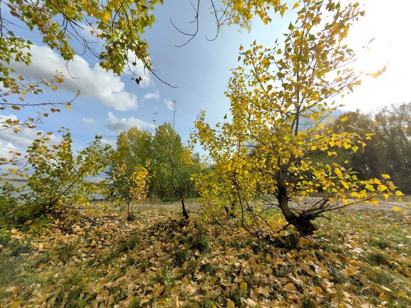 осень,деревья,небо,облака Осень фото превью