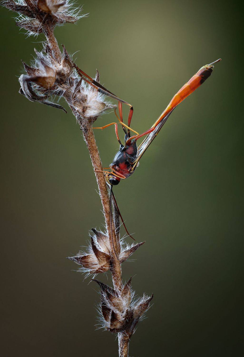 , Андрей Жила
