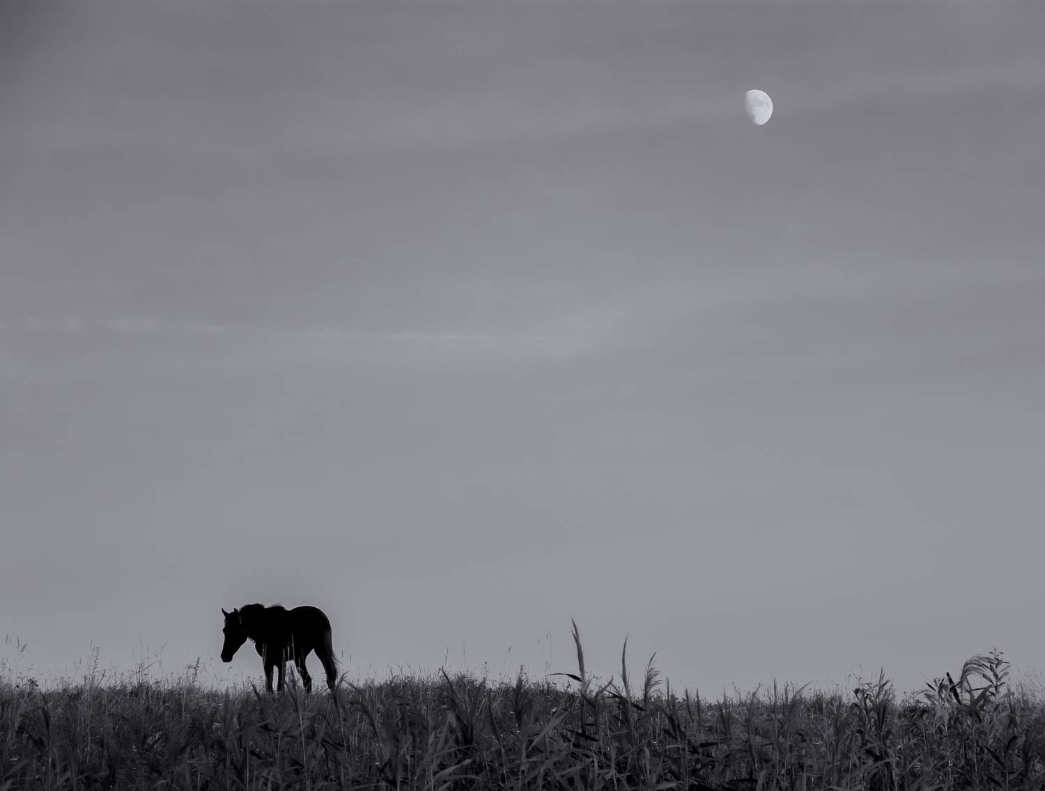 монохром,  черно-белое,  Sixten (Сергей)