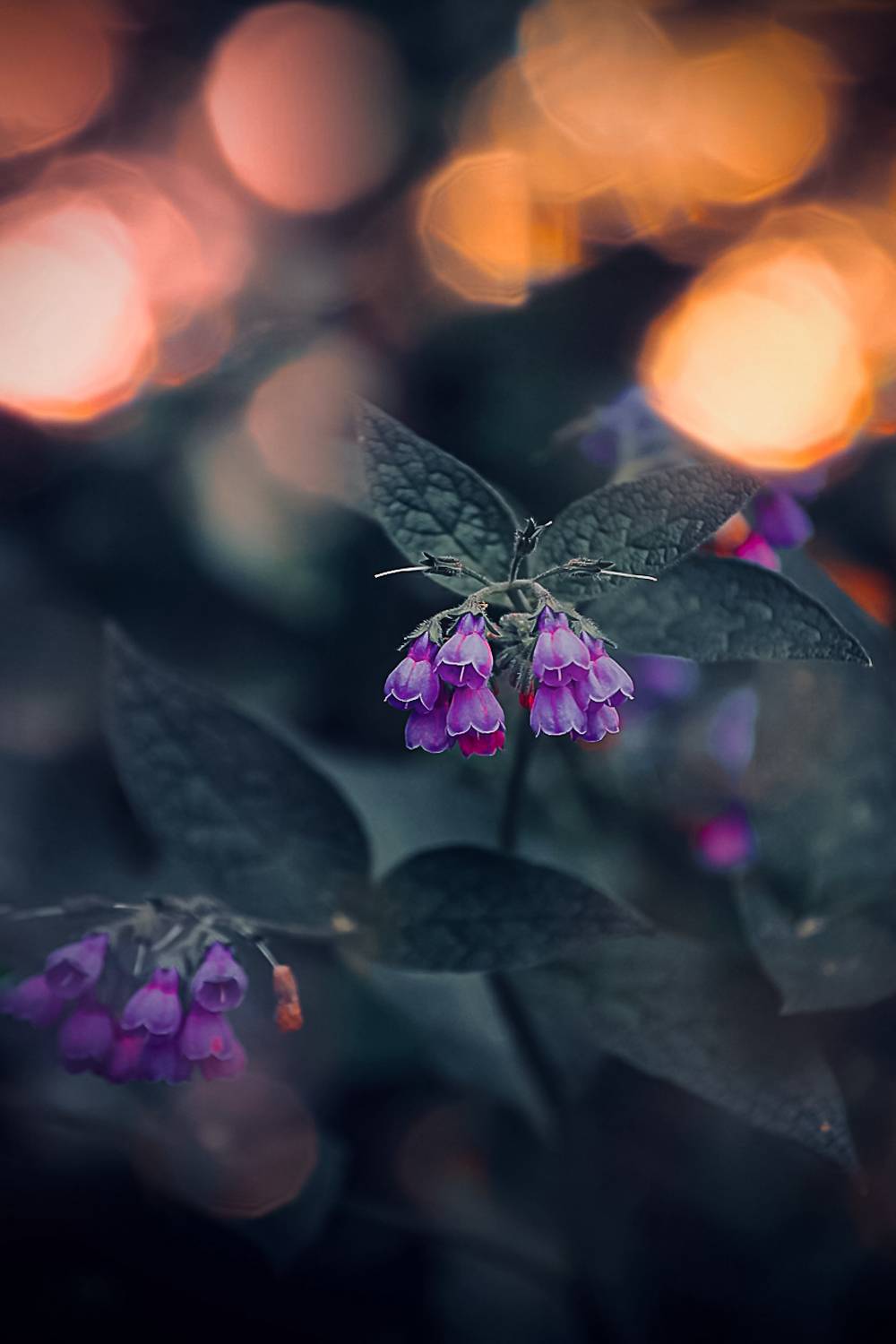 макро, macro, цветы, flower, лето, summer, окопник, Julia Kaissa