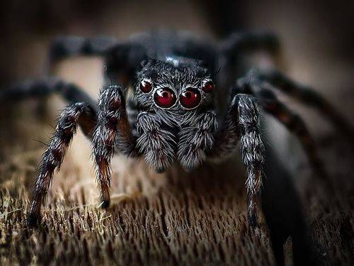 Паучок  скакунчик