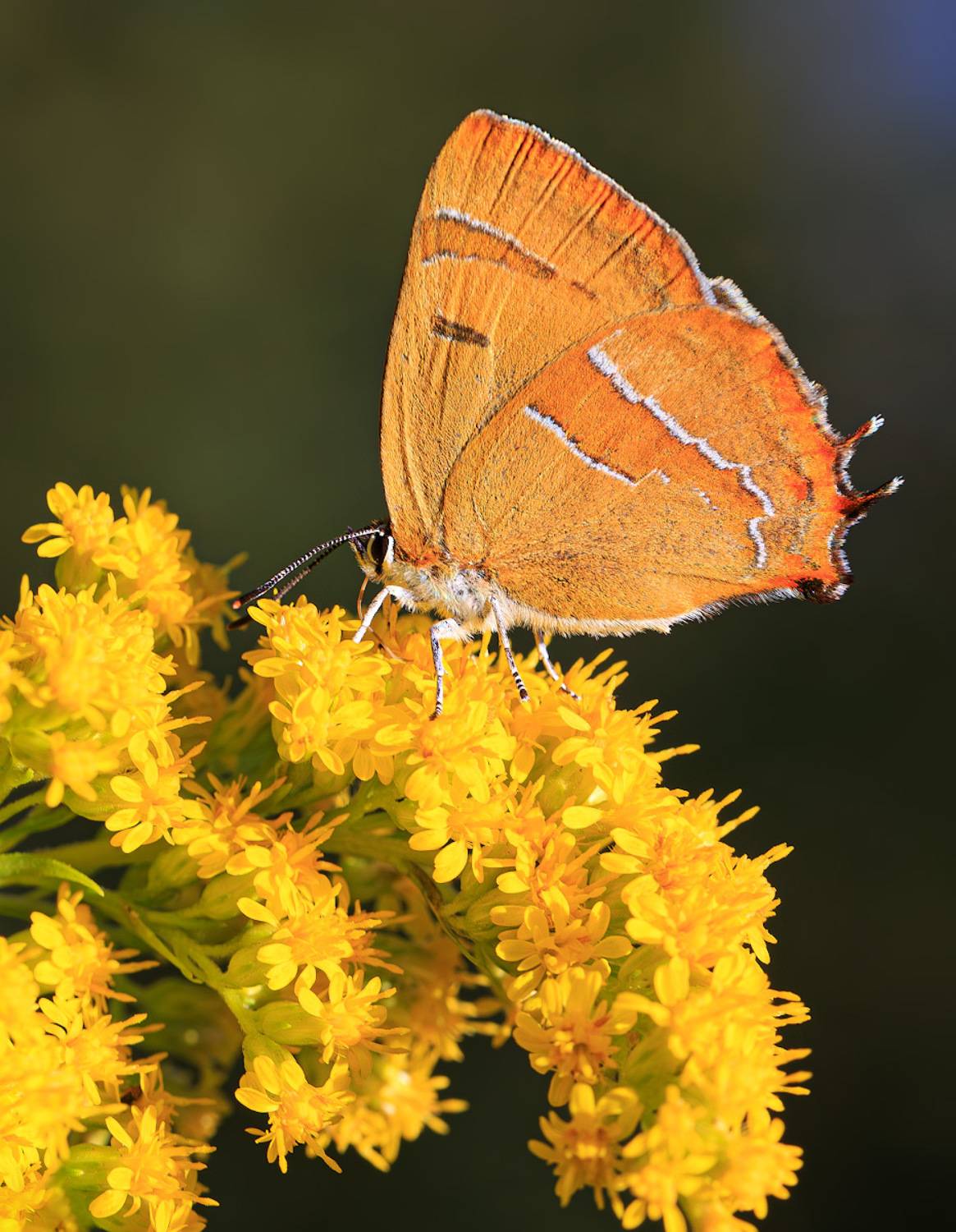 насекомые, бабочка, голубянка, зефир, хвостатка, берёзовый, цветок, золотарник, лето, август, Борис Новиков