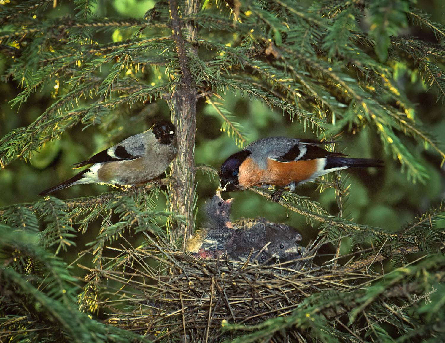 снегирь, гнездо, птенцы, фауна, ель, лето, Юрий Андреев