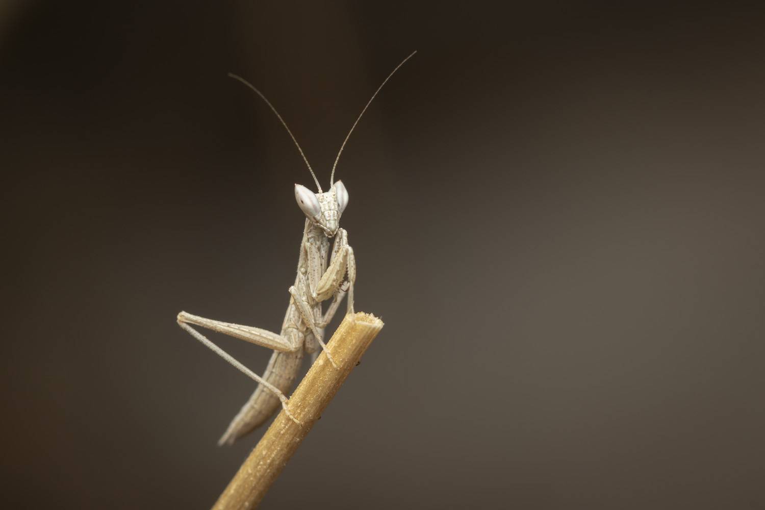 insects, Nikolay Tatarchuk