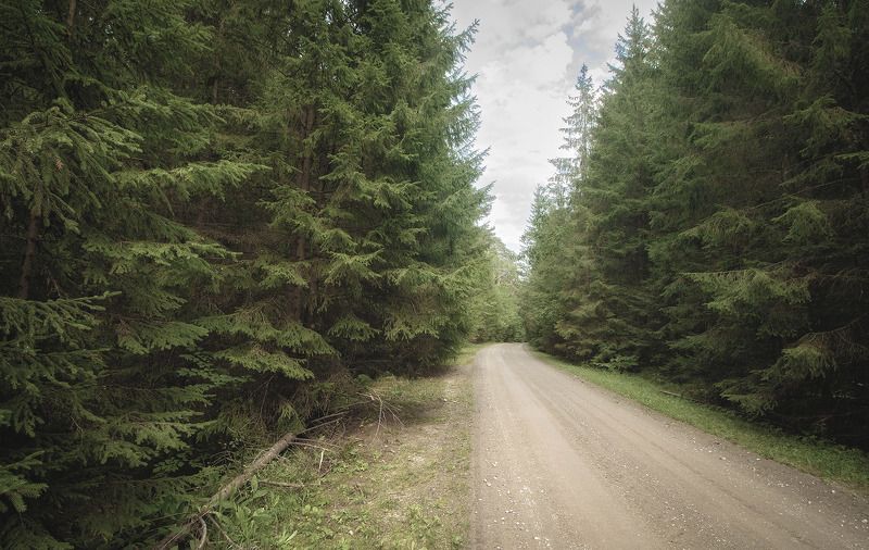 В Роминтской пуще фото превью