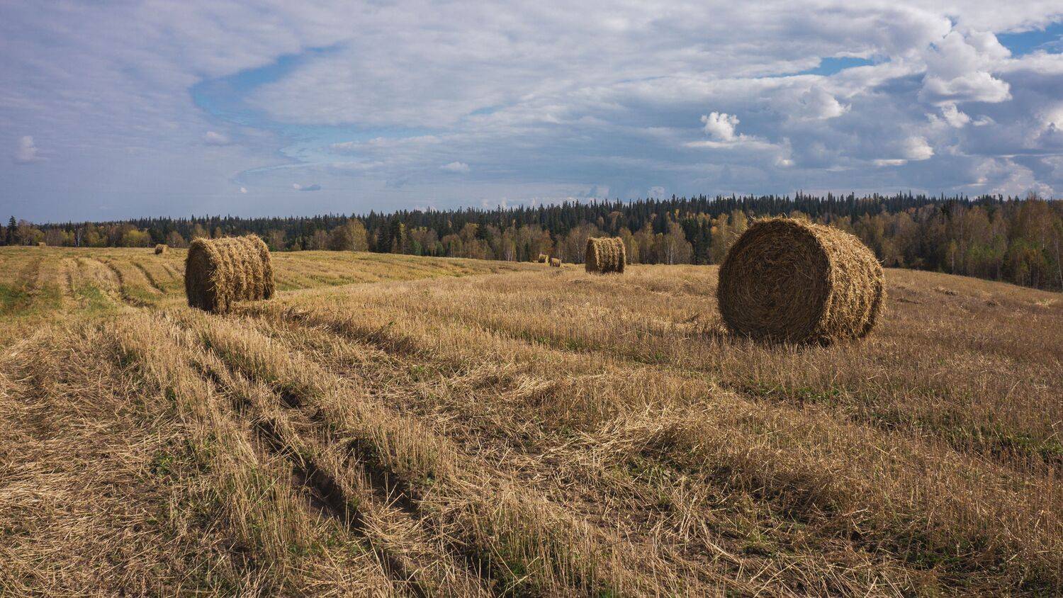 , Савенко Кирилл