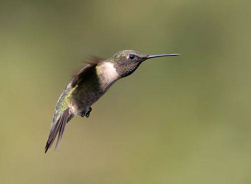 Ruby-throated Hummingbird - Рубиновогорлый Колибри