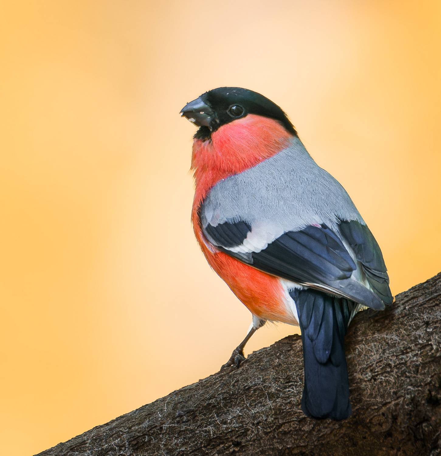 , Никон Александр