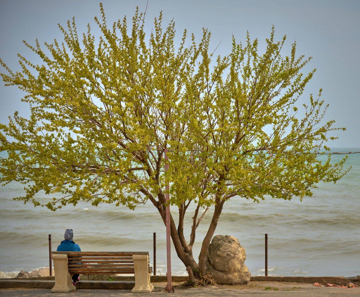 дагестан, махачкала, каспийское море, дерево, берег, одиночество,, Байдуков Александр