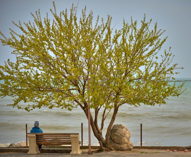дагестан, махачкала, каспийское море, дерево, берег, одиночество, Каспий фото превью