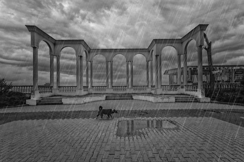 сАбачья жизнь... фото превью