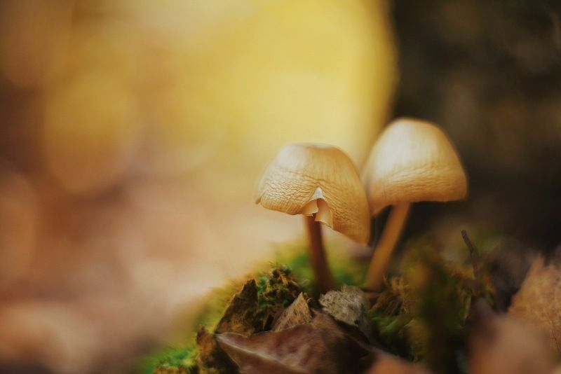 грибы, поганки, лес, осень, сентябрь  фото превью