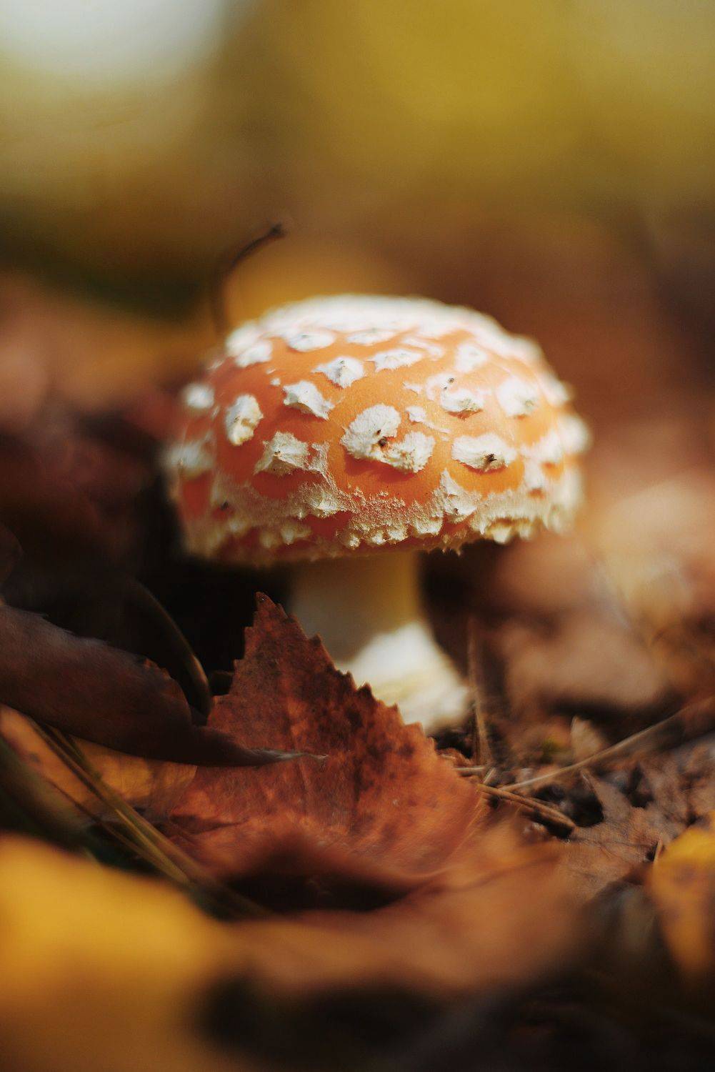 гриб, мухомор, осень, сентябрь, лес, природа, Наталья Новкис