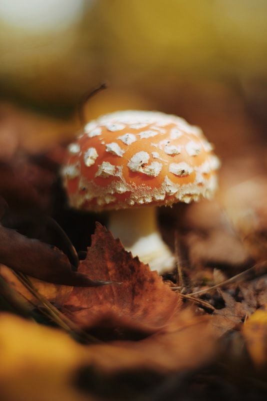 гриб, мухомор, осень, сентябрь, лес, природа  фото превью
