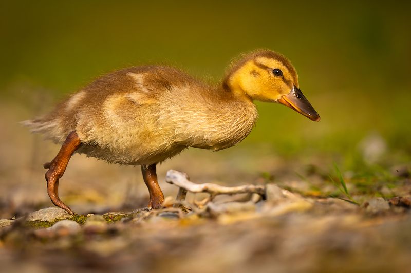 Duckling фото превью