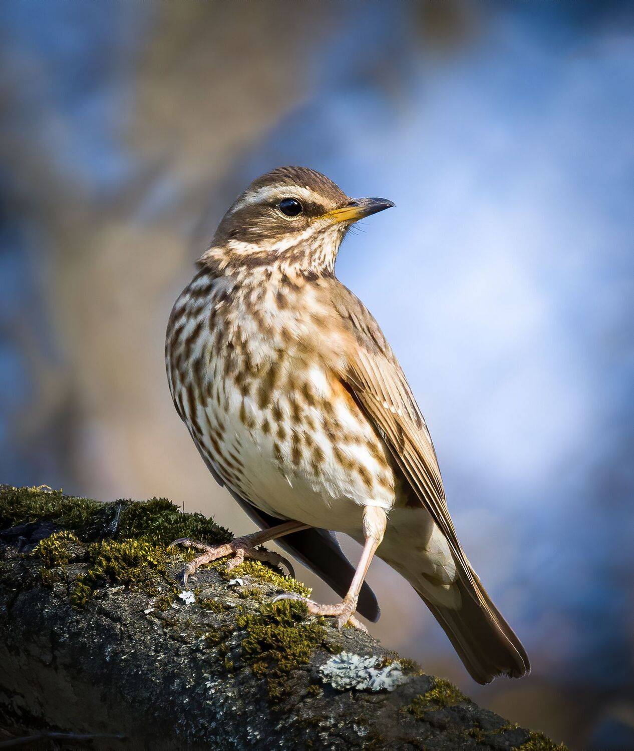 птицы, фотоохота, birdwatching, дрозд, Михаил Ездаков