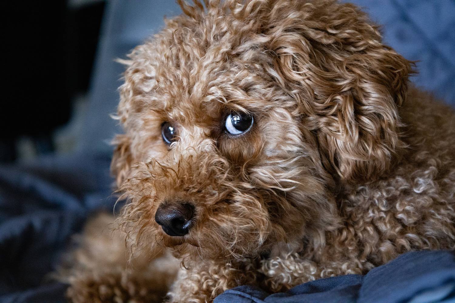 , Вадим Городницкий