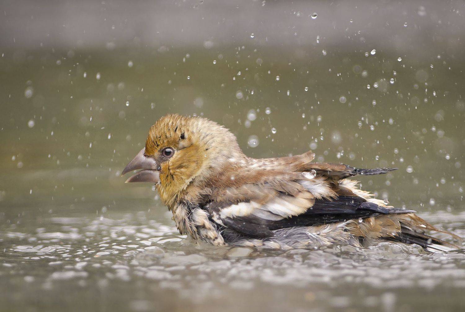 , Евгени Стефанов