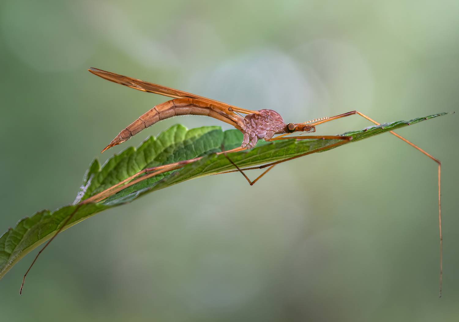 fly, crane fly, insect, leaf, tiger fly, macro, bug, nature wild, robber fly, robber,, Atul Saluja