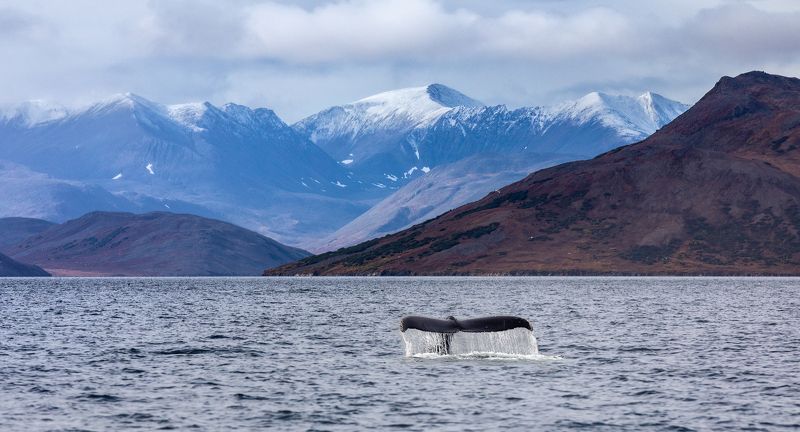 киты, берингия, заповедник, национальный парк, чукотка Из жизни горбатых и серых китов... фото превью