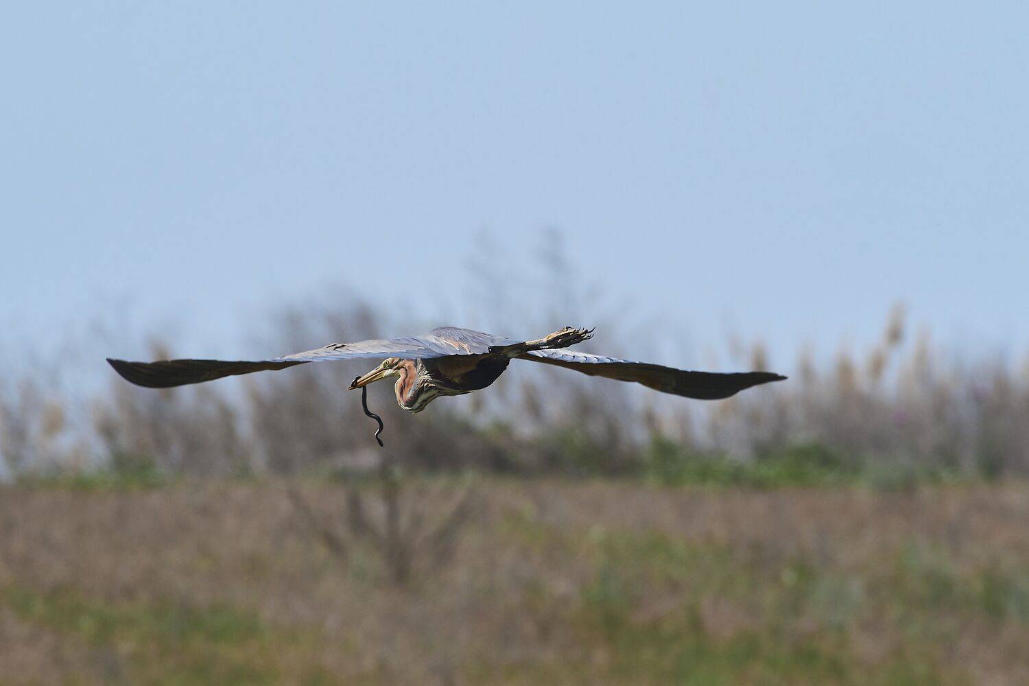 volgogad, russia, wildlife, bird, birds, birdswatching, volgograd, russia, wildlife, Ardea purpurea, , Сторчилов Павел
