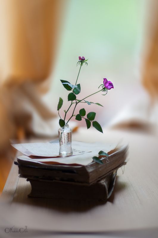 rosas фото превью