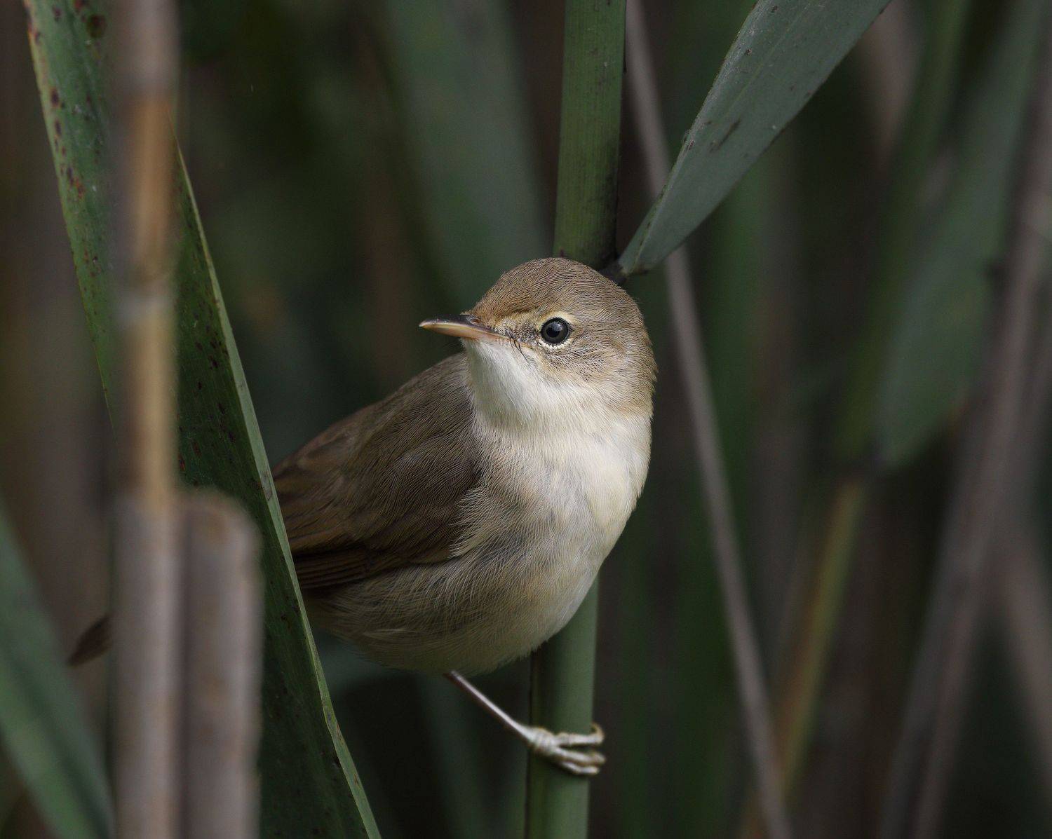 Marsh Warbler/Болотная камышовка/Acrocephalus palustris/, Акулов Александр
