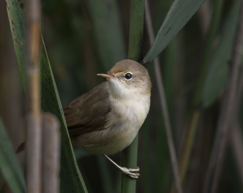Marsh Warbler/Болотная камышовка/Acrocephalus palustris/ Who came to my house... фото превью