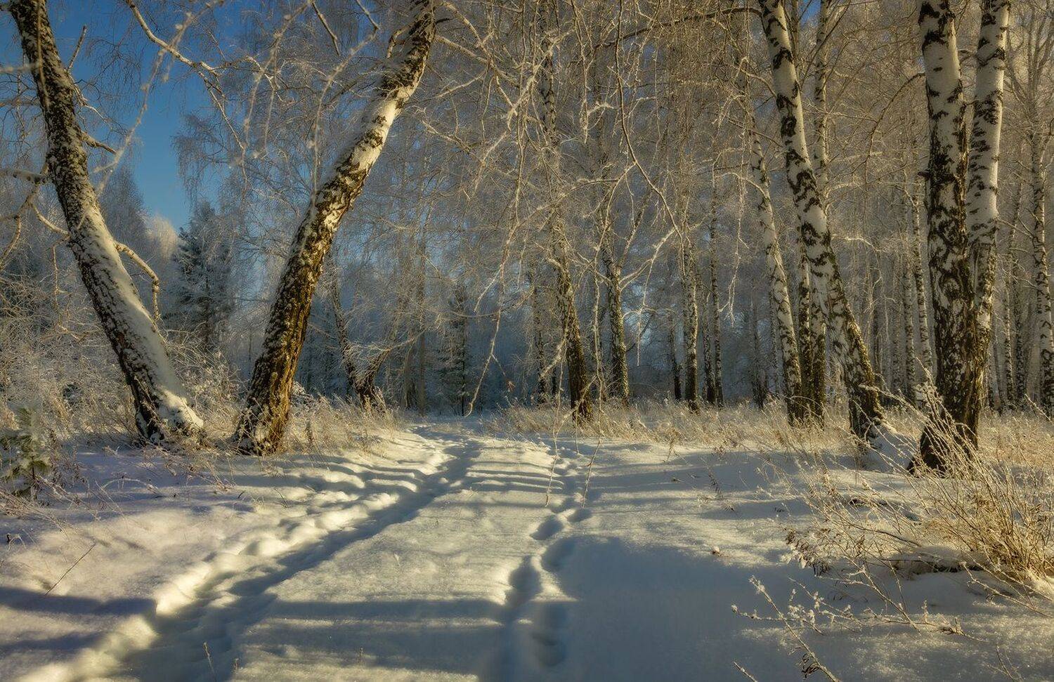 , Алексей Хахлов