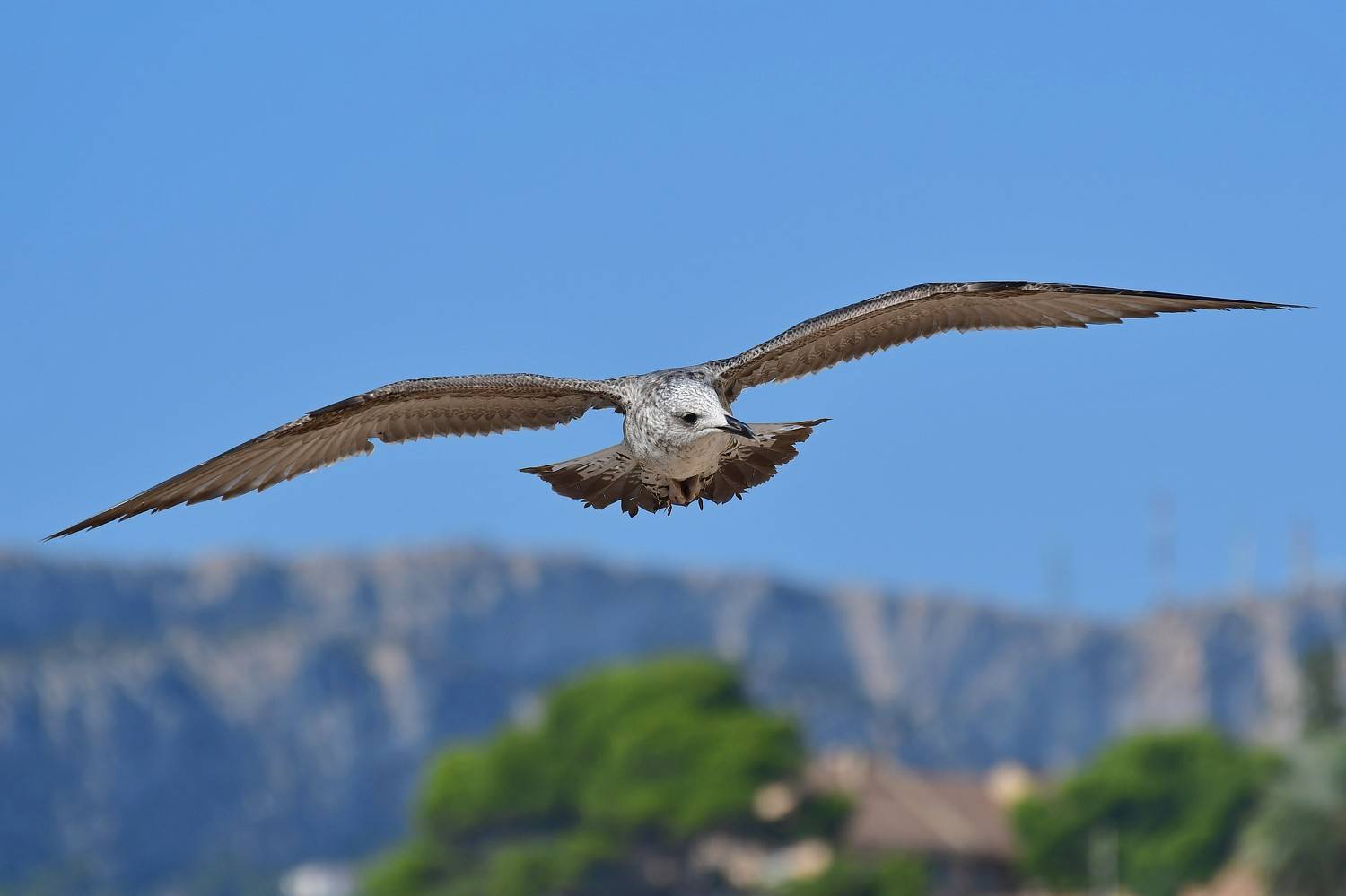 , Корнейчук Игорь