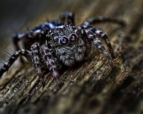 Скакунчик меня заметил