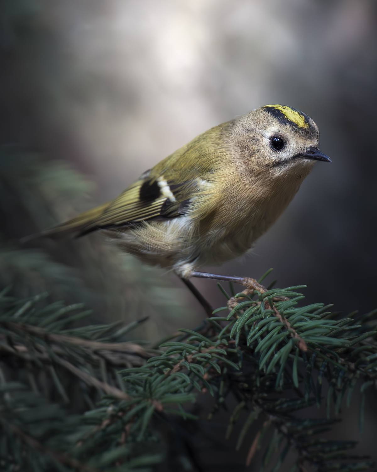 , Поляков Михаил