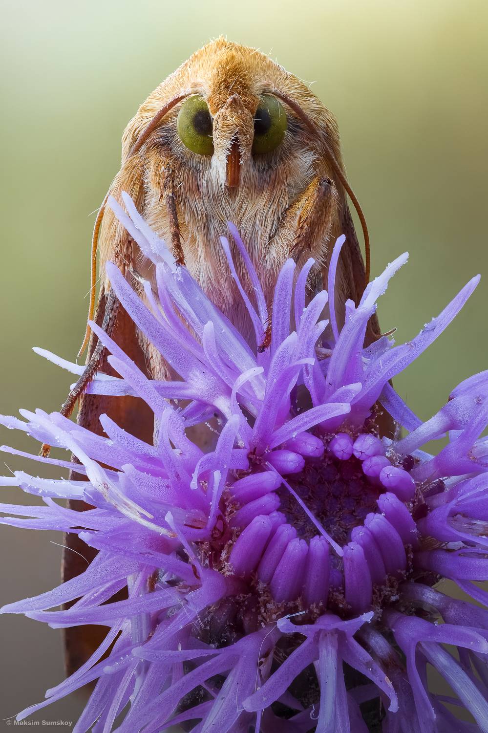 , Максим Сумской